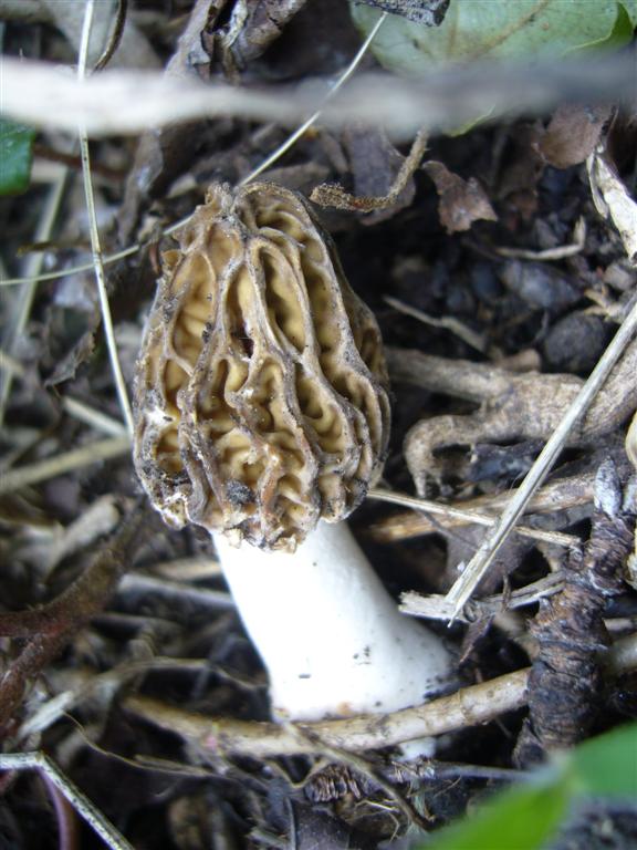 Morchellaceae